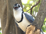 White-throated Magpie-Jay    Calocitta formosa